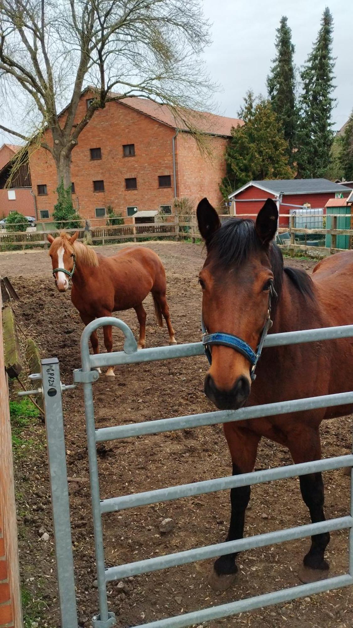 Wohnen Auf Dem Bauernhof Leilighet Laatzen Eksteriør bilde